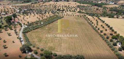 Terreno  Venda em São Vicente do Paul e Vale de Figueira,Santarém