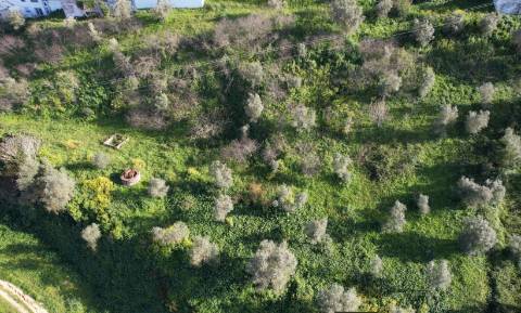 Terreno Rústico  Venda em Santarém (Marvila), Santa Iria da Ribeira de Santarém, Santarém (São Salvador) e Santarém (São Nicolau),Santarém