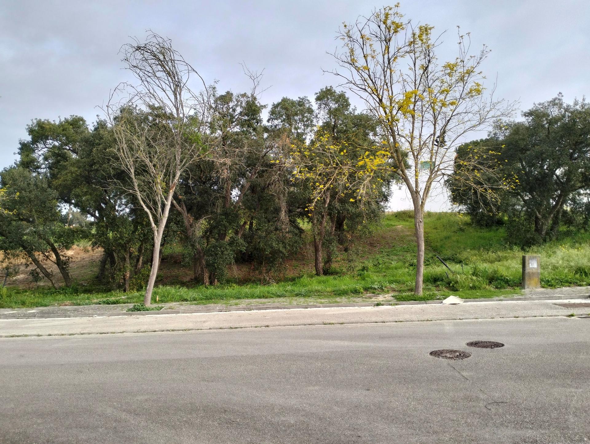 Lote de Terreno  Venda em Vale de Santarém,Santarém