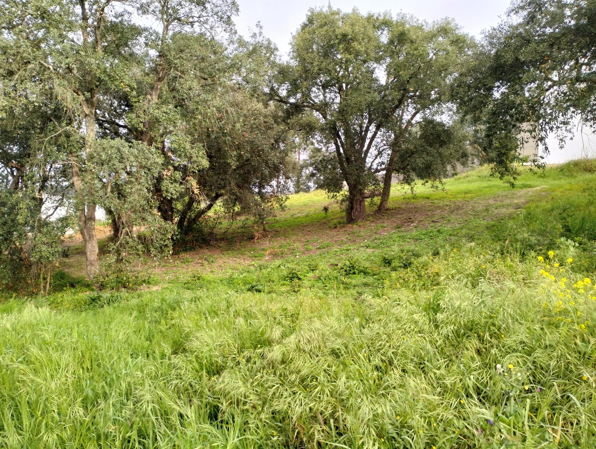 Lote de Terreno  Venda em Vale de Santarém,Santarém