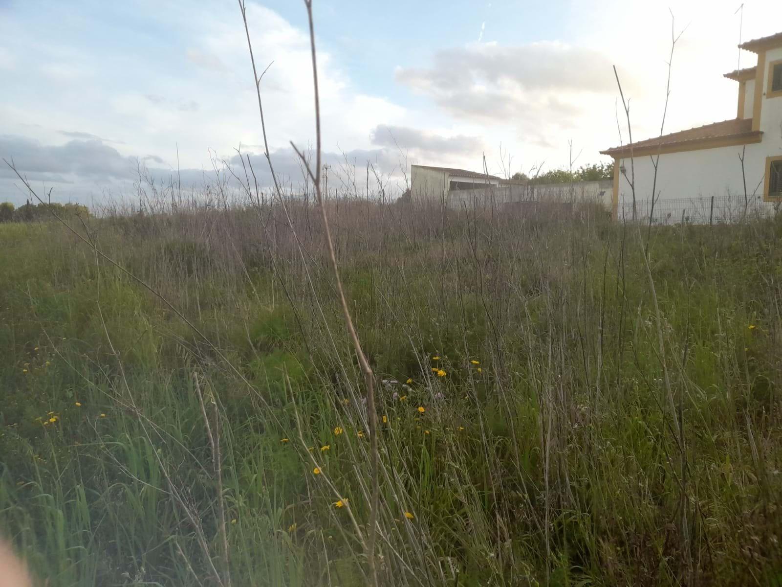 Terreno Para Construção  Venda em São Vicente do Paul e Vale de Figueira,Santarém