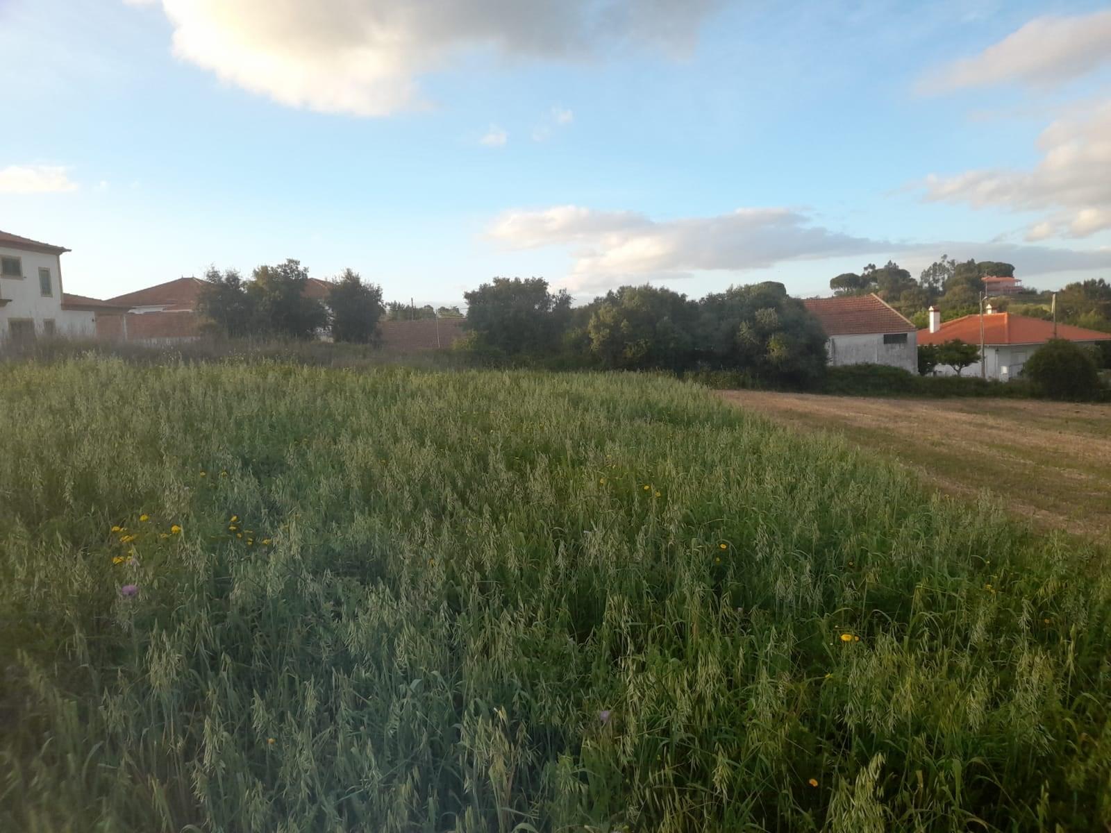 Terreno Para Construção  Venda em São Vicente do Paul e Vale de Figueira,Santarém