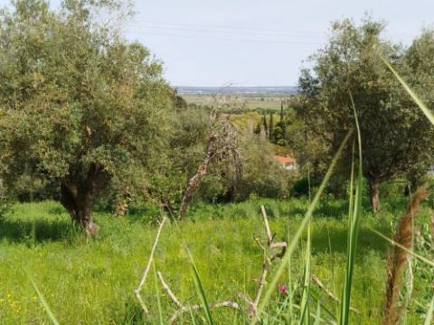 Terreno Para Construção  Venda em Santarém (Marvila), Santa Iria da Ribeira de Santarém, Santarém (São Salvador) e Santarém (São Nicolau),Santarém