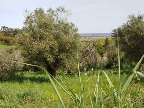 Terreno Para Construção  Venda em Santarém (Marvila), Santa Iria da Ribeira de Santarém, Santarém (São Salvador) e Santarém (São Nicolau),Santarém