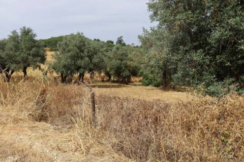 Terreno Para Construção  Venda em Santarém (Marvila), Santa Iria da Ribeira de Santarém, Santarém (São Salvador) e Santarém (São Nicolau),Santarém