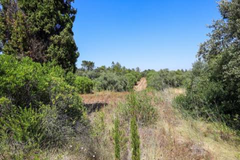 Terreno  Venda em Casével e Vaqueiros,Santarém