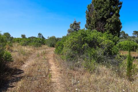 Terreno  Venda em Casével e Vaqueiros,Santarém