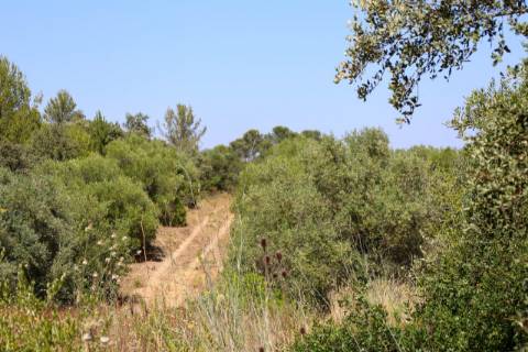 Terreno  Venda em Casével e Vaqueiros,Santarém