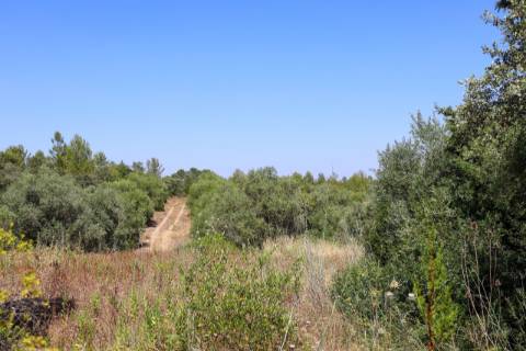 Terreno  Venda em Casével e Vaqueiros,Santarém