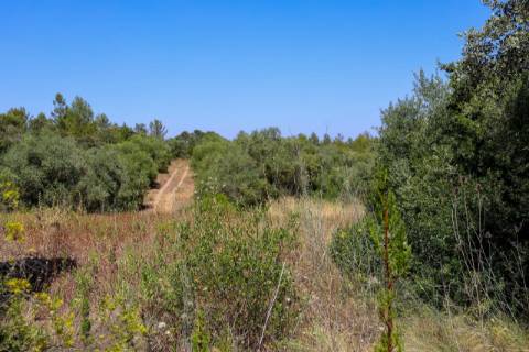 Terreno  Venda em Casével e Vaqueiros,Santarém