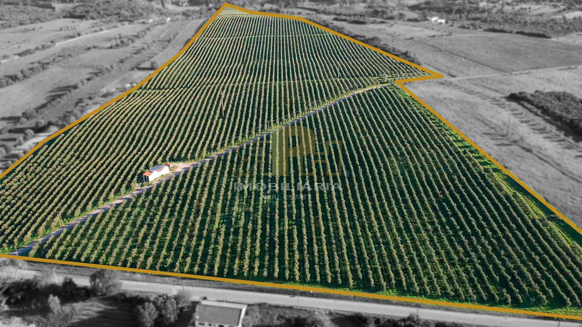 Terreno Rústico  Venda em Almoster,Santarém
