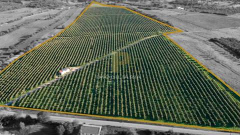 Terreno Rústico  Venda em Almoster,Santarém