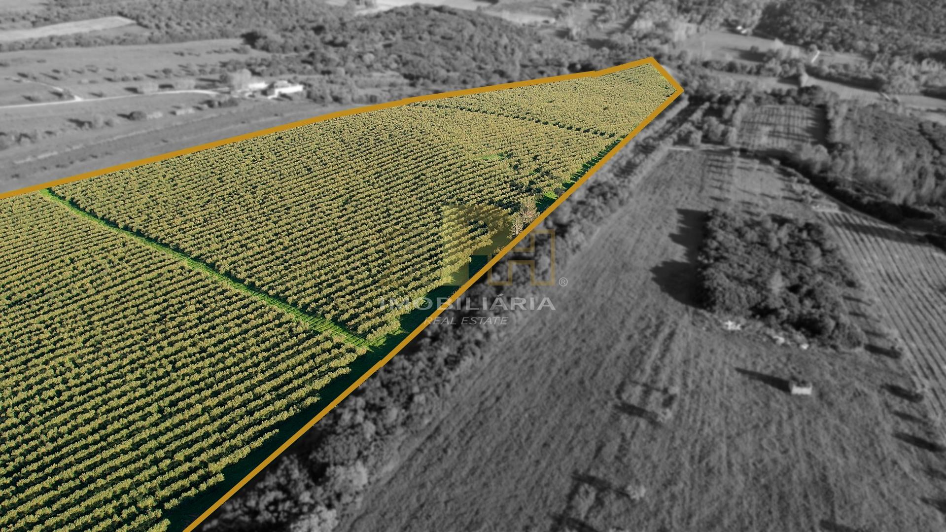 Terreno Rústico  Venda em Almoster,Santarém