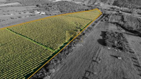 Terreno Rústico  Venda em Almoster,Santarém