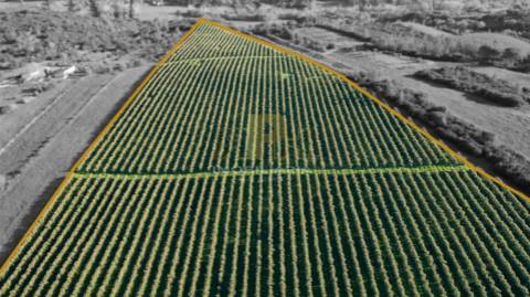 Terreno Rústico  Venda em Almoster,Santarém