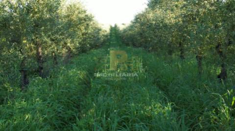 Terreno Rústico  Venda em Almoster,Santarém