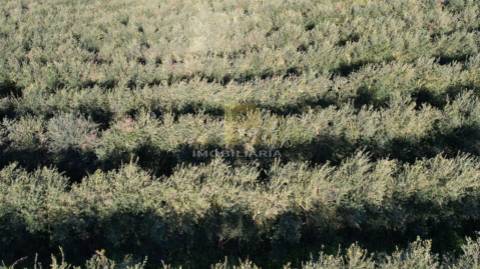 Terreno Rústico  Venda em Almoster,Santarém