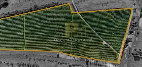 Terreno Rústico  Venda em Almoster,Santarém