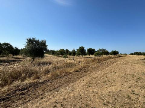 Herdade na Aldeia de Alcarias, Concelho de Ourique
