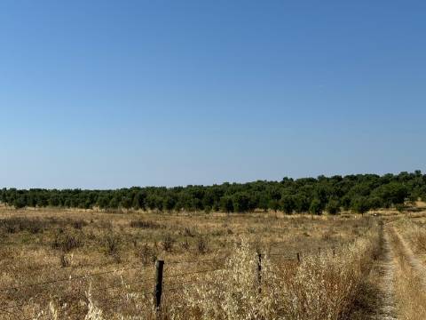 Herdade na Aldeia de Alcarias, Concelho de Ourique