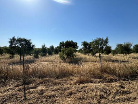 Herdade na Aldeia de Alcarias, Concelho de Ourique