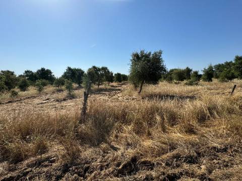 Herdade na Aldeia de Alcarias, Concelho de Ourique