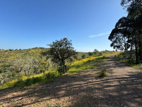 Herdade com 16,8 hectares com Ruína - Ourique - Barragem de Santa Clara