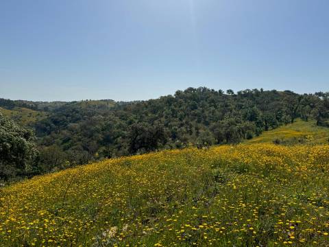 Herdade com 16,8 hectares com Ruína - Ourique - Barragem de Santa Clara