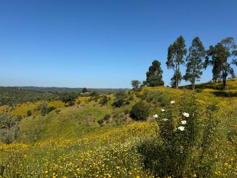 Herdade com 16,8 hectares com Ruína - Ourique - Barragem de Santa Clara