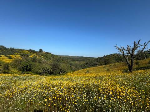 Herdade com 16,8 hectares com Ruína - Ourique - Barragem de Santa Clara