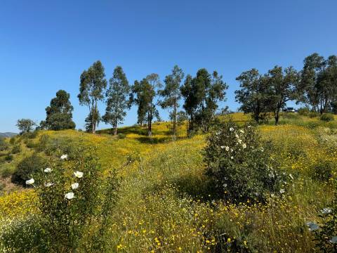 Herdade com 16,8 hectares com Ruína - Ourique - Barragem de Santa Clara