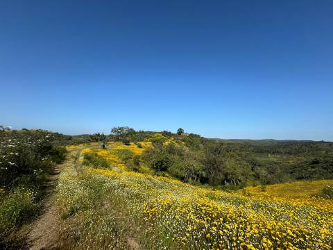 Herdade com 16,8 hectares com Ruína - Ourique - Barragem de Santa Clara