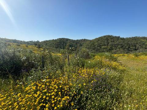 Herdade com 16,8 hectares com Ruína - Ourique - Barragem de Santa Clara