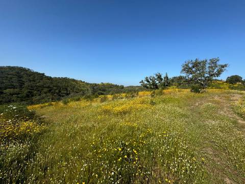 Herdade com 16,8 hectares com Ruína - Ourique - Barragem de Santa Clara