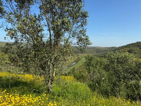 Herdade com 16,8 hectares com Ruína - Ourique - Barragem de Santa Clara