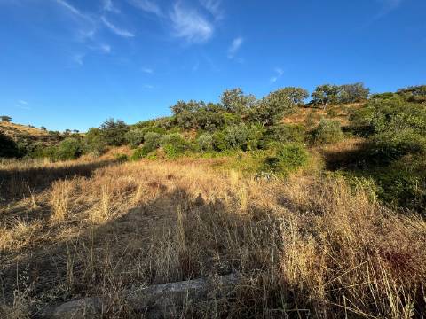 Montes Alentejanos para Recuperar