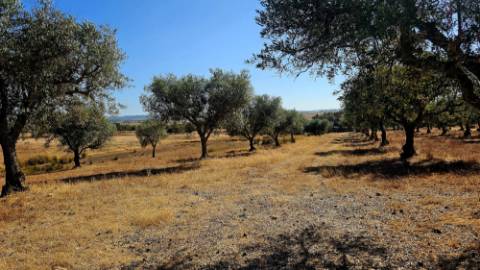 Terreno inserido malha urbana Garvão