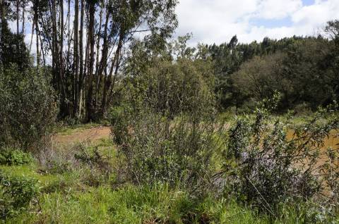 Oportunidade de Investimento no Alentejo Litoral - 131 ha com Casa para Renovar
