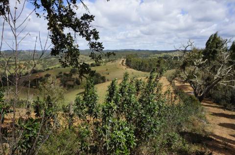 Oportunidade de Investimento no Alentejo Litoral - 131 ha com Casa para Renovar