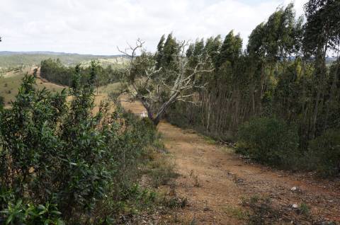 Oportunidade de Investimento no Alentejo Litoral - 131 ha com Casa para Renovar