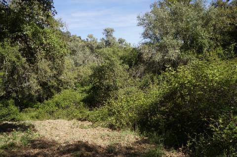 Propriedade próxima de São Martinho das Amoreiras