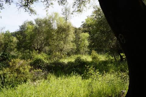 Propriedade próxima de São Martinho das Amoreiras