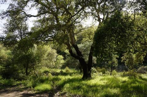 Propriedade próxima de São Martinho das Amoreiras
