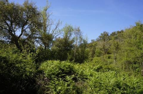 Propriedade próxima de São Martinho das Amoreiras