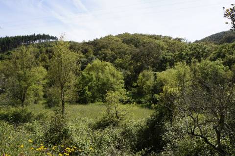 Propriedade próxima de São Martinho das Amoreiras