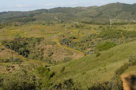 Monte Alentejano Típico com 7,05 Hectares