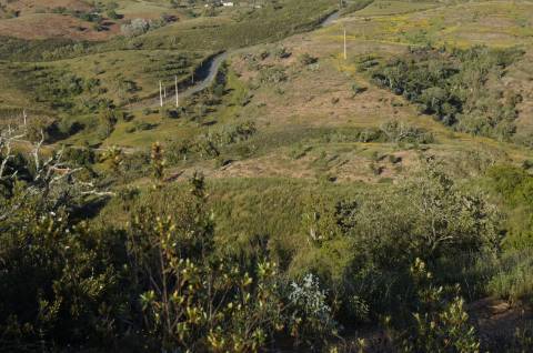 Monte Alentejano Típico com 7,05 Hectares