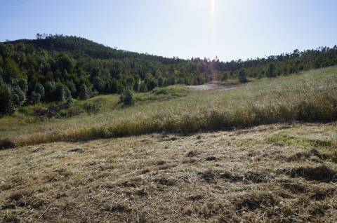 Monte Alentejano Típico com 7,05 Hectares