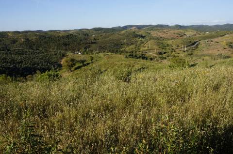 Monte Alentejano Típico com 7,05 Hectares