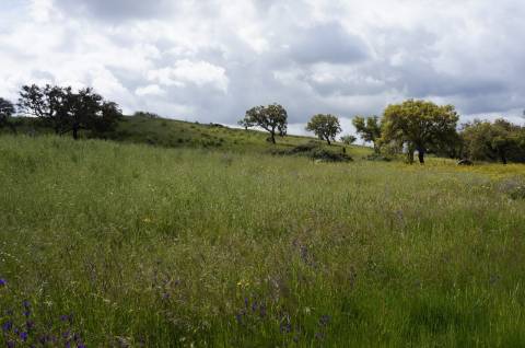 Monte Alentejano